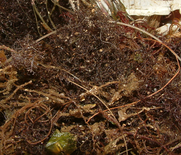 alga